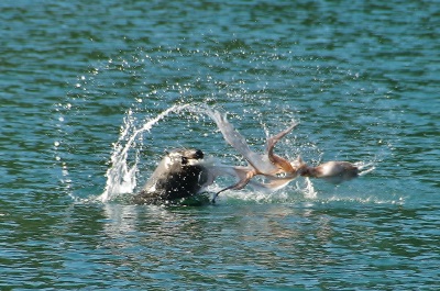 Abel Tasman Sea Shuttles Kaiteriteri